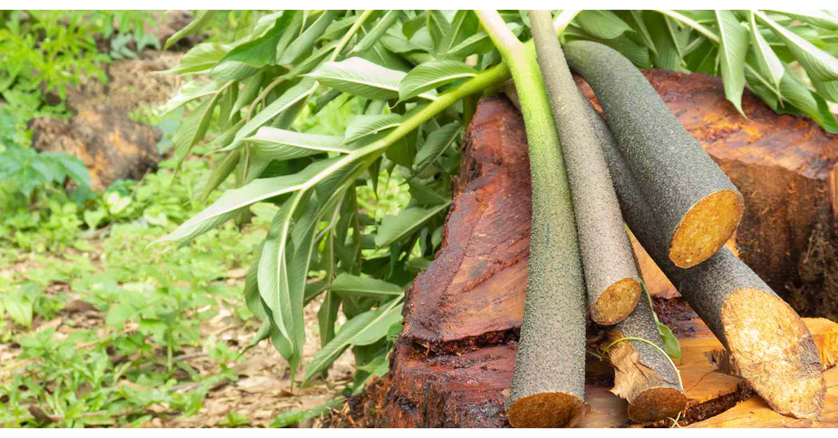 گلوکومانان چیست؟ از ریشه گیاه کنجاک