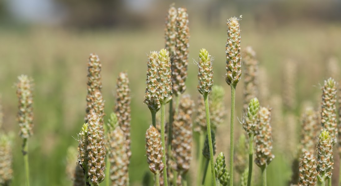 معرفی گیاه اسفرزه