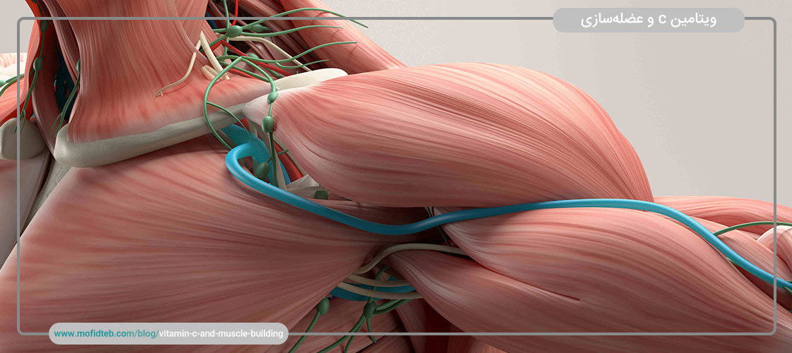 رابطه ویتامین C و ماهیچه‌های اسکلتی