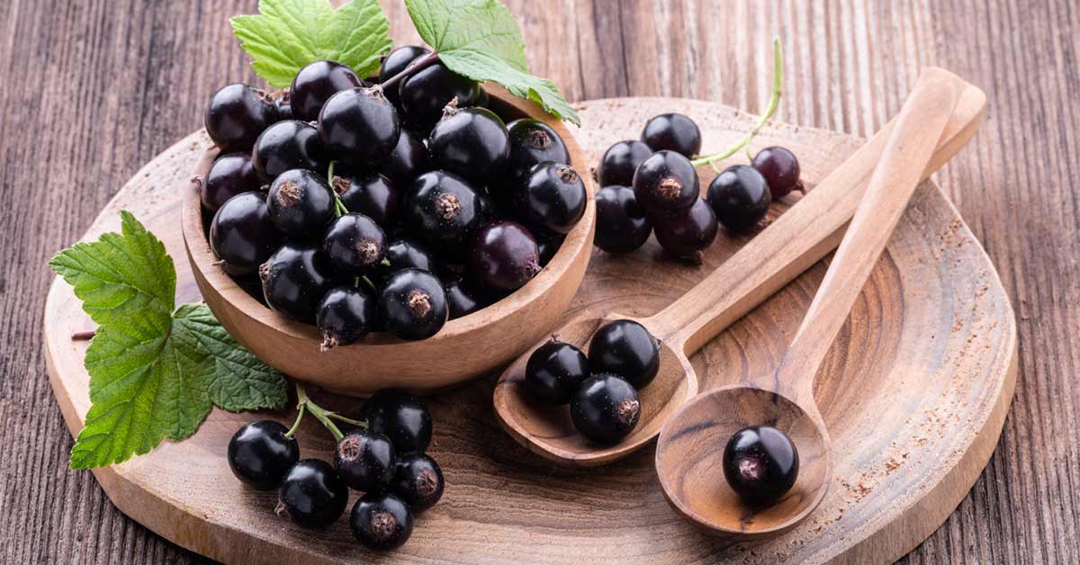 انگور فرنگی سیاه برای تقویت حافظه