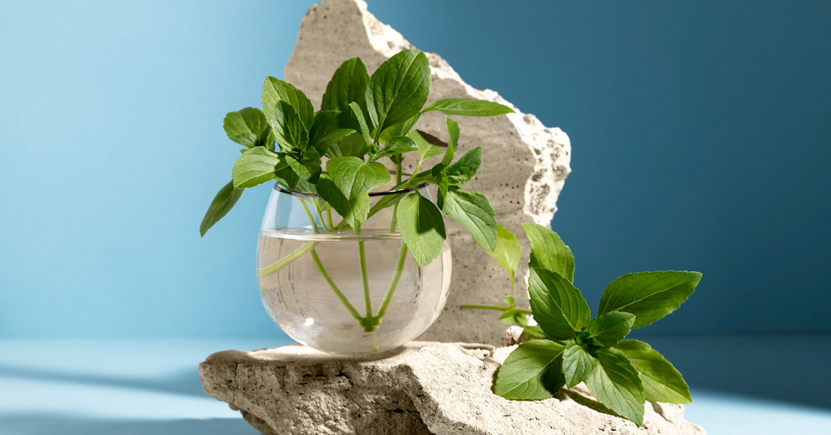 ترکیبات گیاهی شربت فیژان