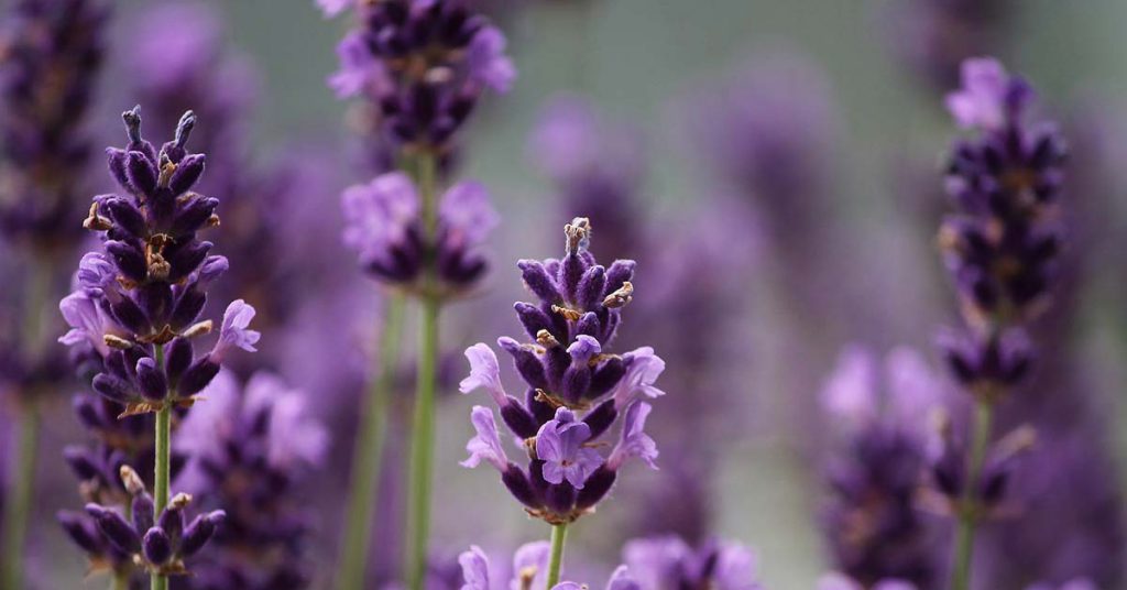 اسطوخودوس دارو گیاهی برای سردرد