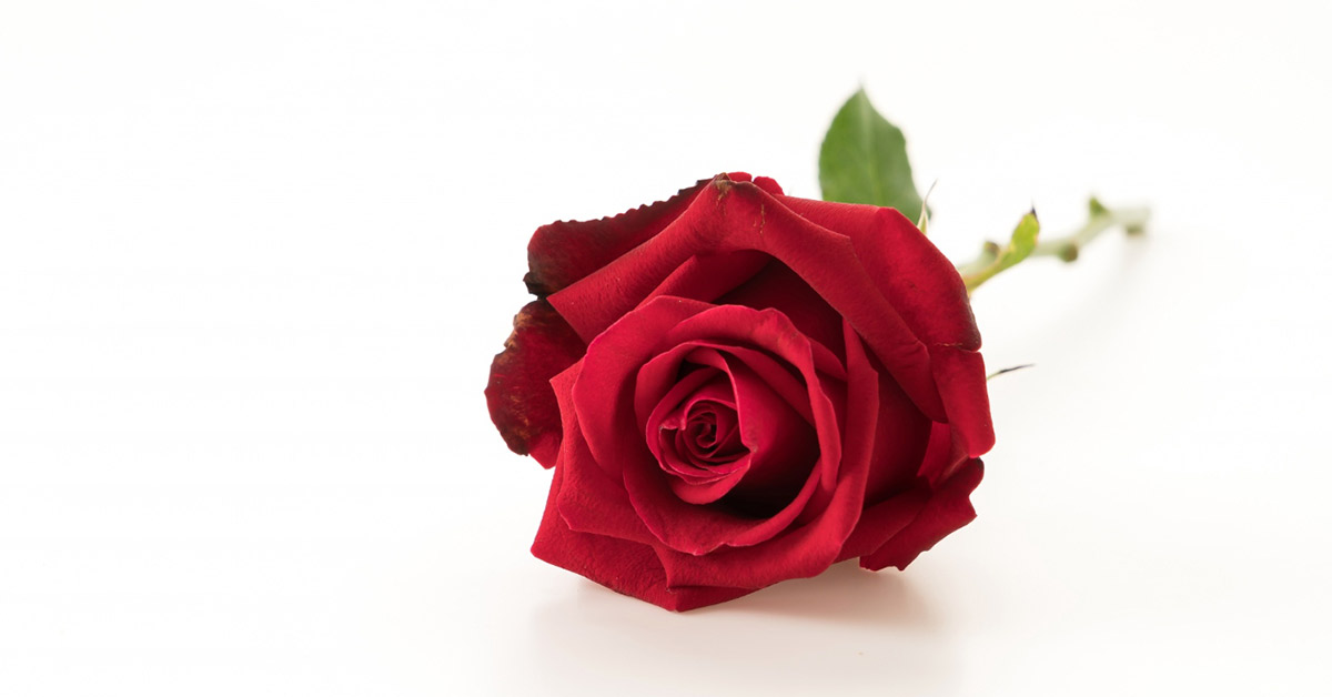 فواید گل سرخ برای درمان استرس و افسردگی