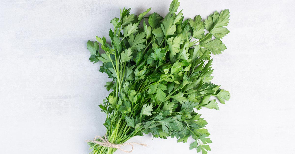 خواص گشنیز برای کلیه