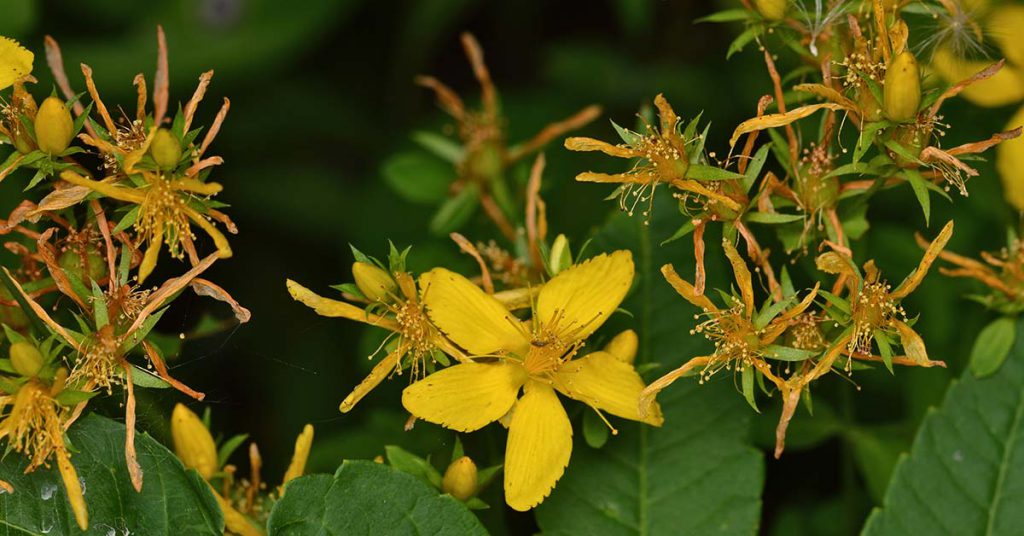 گل راعی برای میگرن