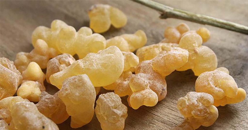 کندر در غضروف ساز گیاهی