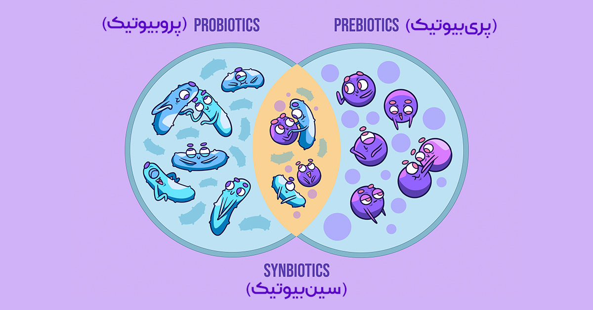 لاکتوکر یک مکمل سین بیوتیک
