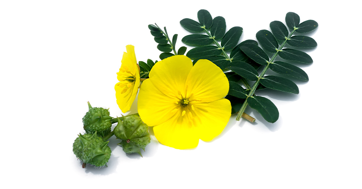 خارخاسک برای تقویت جنسی زنان