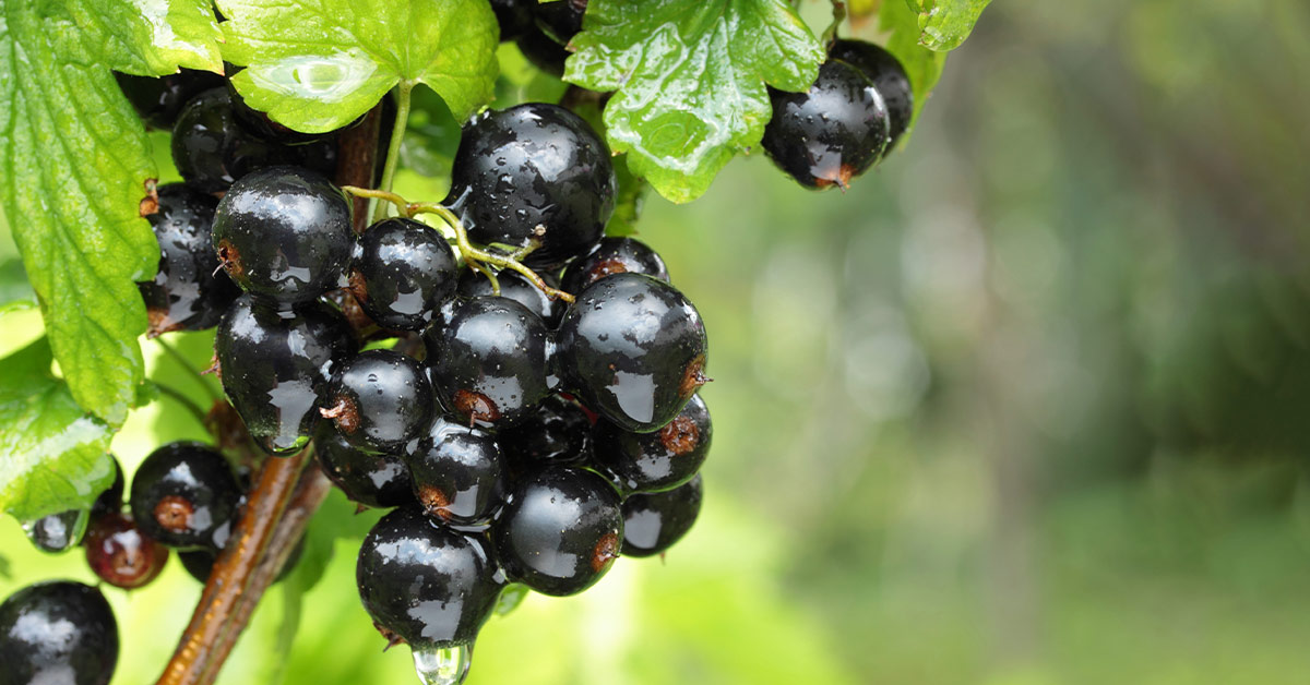 عصاره برگ انگورفرنگی سیاه یکی از ترکیبات قرص آرترولیستیکا