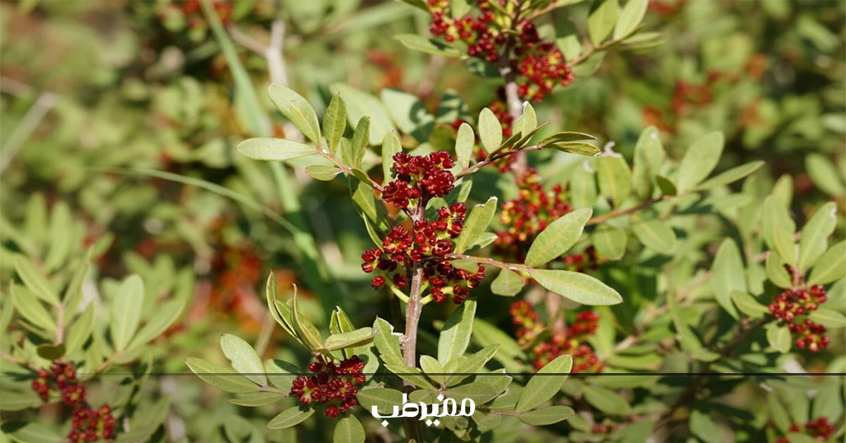 تاثیر مصطکی بر بلغم